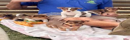 Jack Russell dogs for sale: Mini Jack Russell pups 🐶  - Advert 2