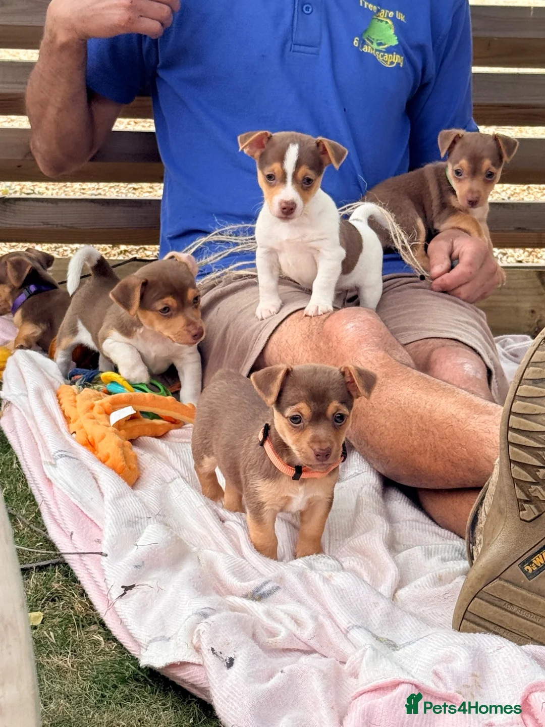Jack Russell dogs for sale: Mini Jack Russell pups 🐶  - Advert 2