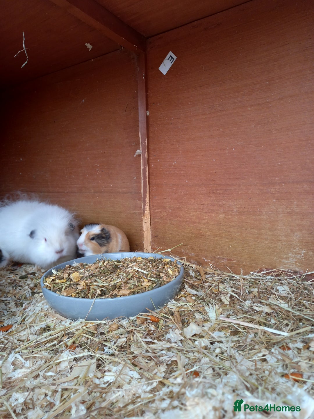 Guinea Pig rodents for sale: Swiss baby sow guinea pigs - Image 5