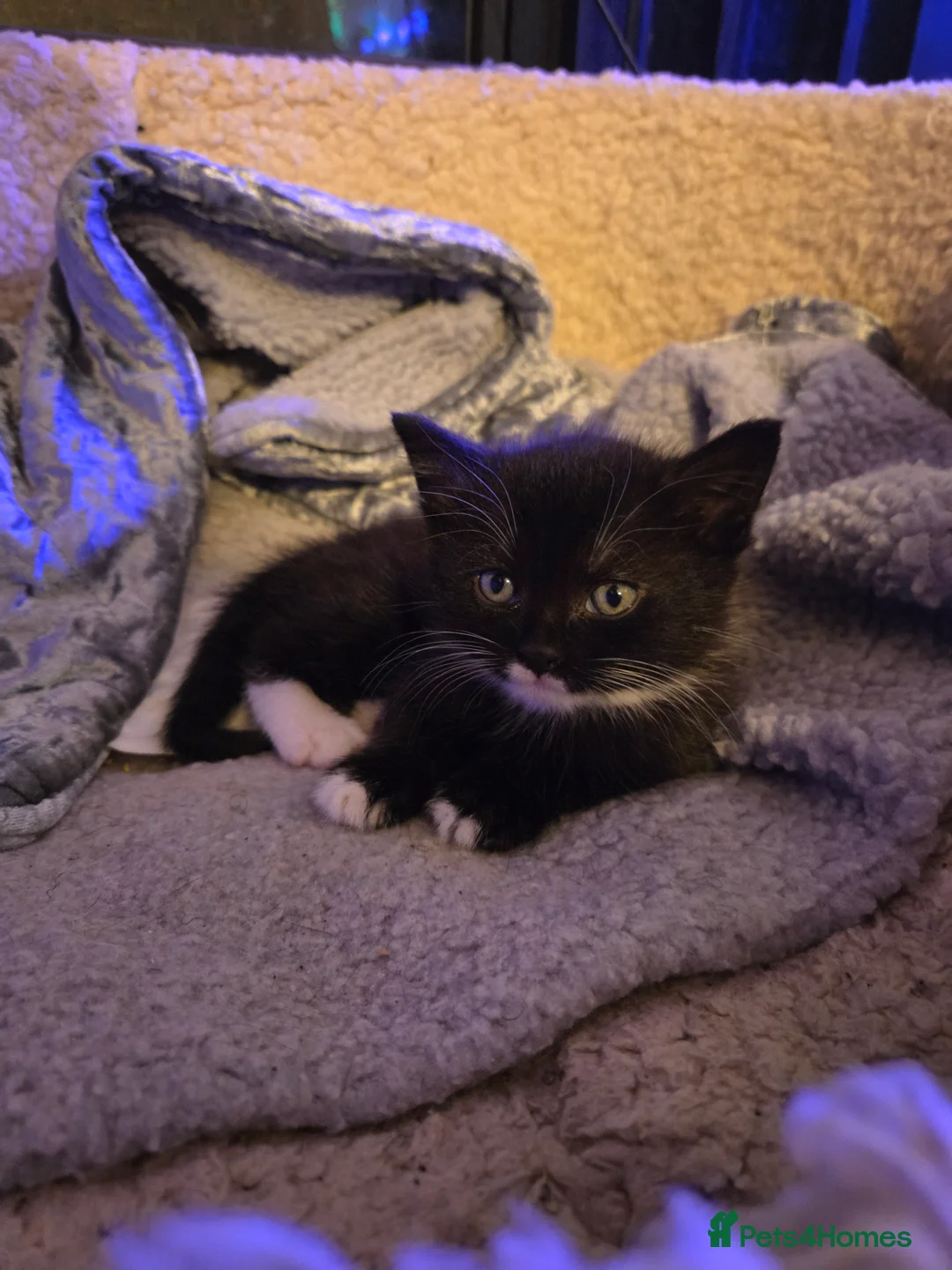 Mixed Breed cats for sale: Please read full ad - Advert 2