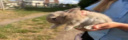 Mixed Breed rabbits for sale: Lovely litter of mixed breed rabbits  - Advert 4