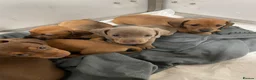 Dachshund dogs for sale: Dachshund Puppys - Advert 4