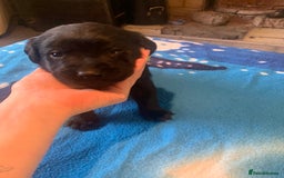 Labrador Retriever dogs for sale: Labrador puppys - Image 28