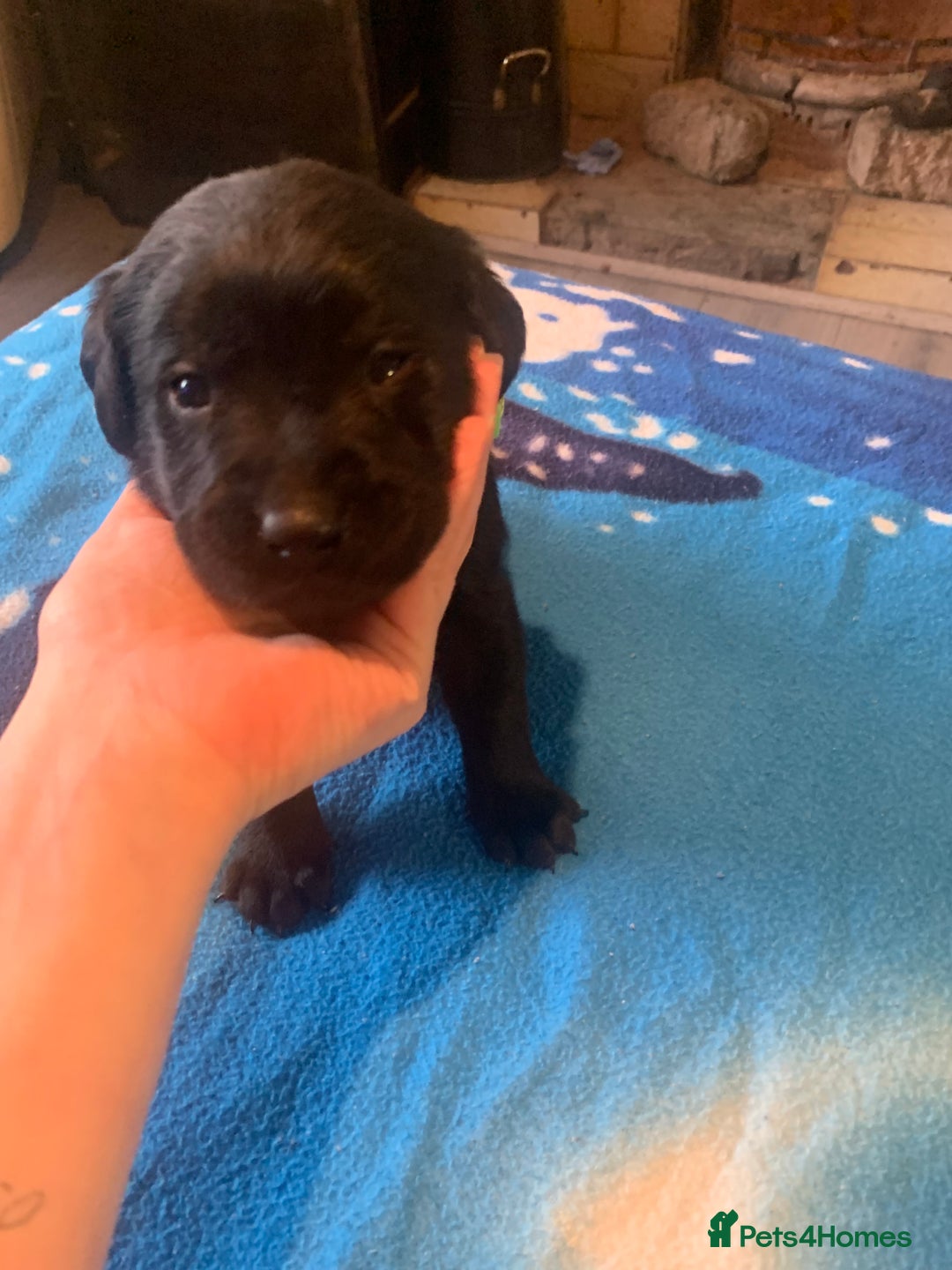 Labrador Retriever dogs for sale: Labrador puppys - Image 28