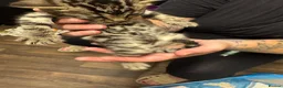 Bengal cats for sale: Rare Pedigree Zorro masked charcoal Bengal Kittens in Orpington - Advert 29