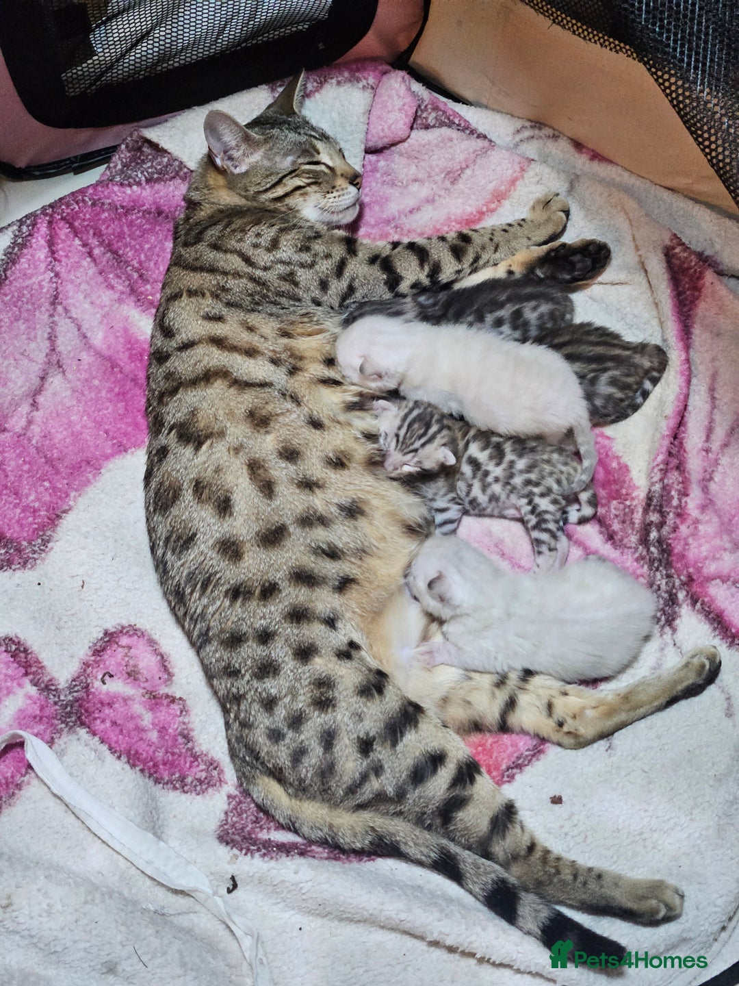 Bengal cats for sale: Bengal kittens  - Advert 13