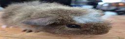 Guinea Pig rodents for sale: Bonny teddies guinea pigs - Advert 5
