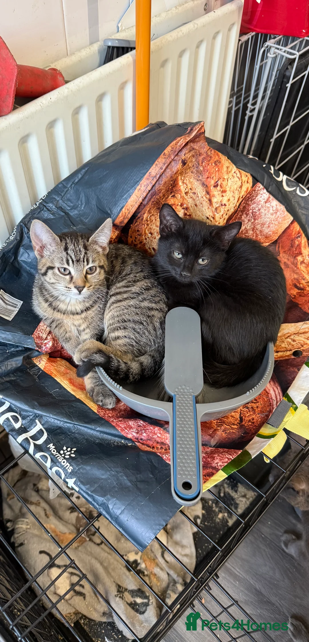 Mixed Breed cats for sale: 12 week old kittens  - Advert 4