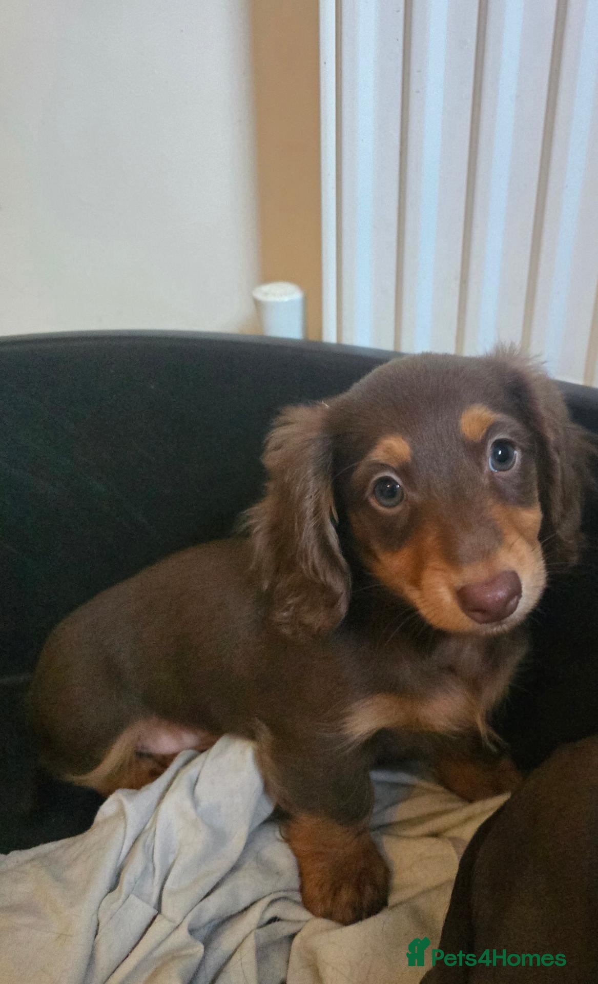 Miniature Dachshund dogs Last Boy 💙10 weeks old today,collection any time - Advert 15