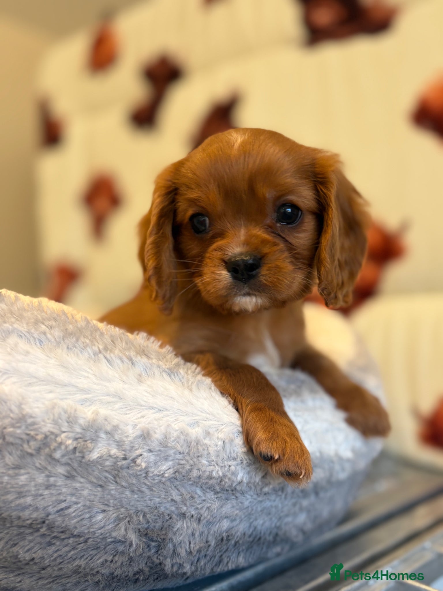 Cavalier King Charles Spaniel dogs Kc reg & health tested puppies  - Advert 2
