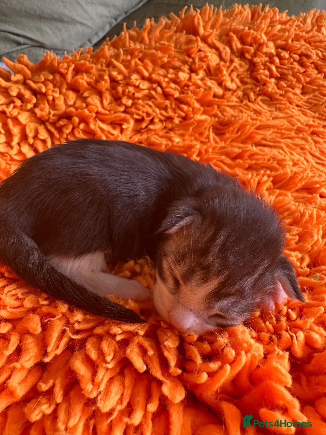 Maine Coon cats for sale: ⭐️⭐️GCCF Registered ⭐️⭐️ - Advert 26
