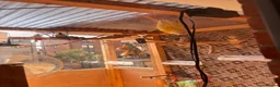 Conures birds for sale: Lutino Green-Cheek Conure – DNA-Sexed Female  - Advert 2