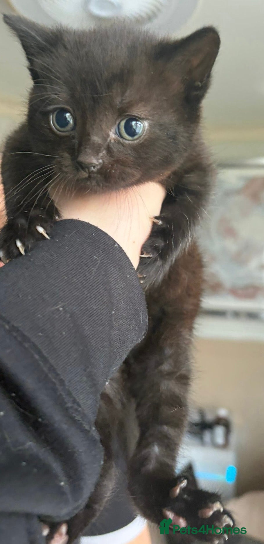 Scottish Fold cats for sale: Half Scottish fold kittens  in Bilston - Advert 25