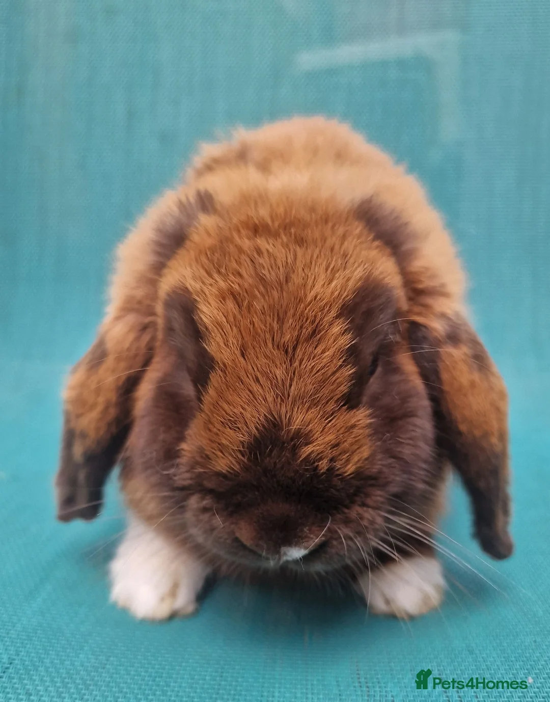 Mini Lop rabbits for sale: Young male mini lops - Advert 2