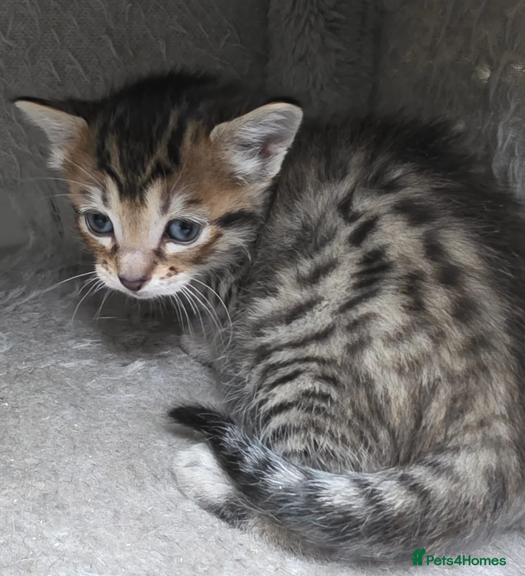Mixed Breed cats for sale: Stunning Siamese x Bengal Kittens Ready Now - Advert 5
