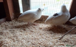 Quail poultry for sale: Jumbo Cortornix Quail - Italian, Pharoah and white - Advert 5