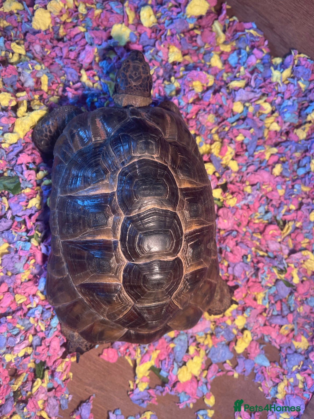 Tortoise reptiles for sale: Greek Spur Thigh tortoise - Advert 2