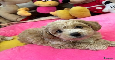 Maltipoo dogs - Advert 2