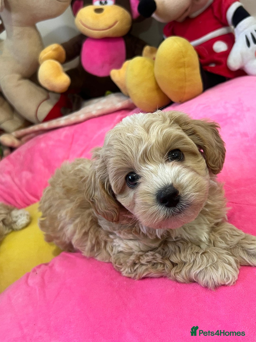 Maltipoo dogs for sale: 🩷Maltipoo F1 Babies🩵 - Image 3
