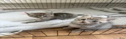Mixed Breed cats for sale: 2 kittens for sale 🩵🩷 - Advert 11