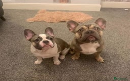 French Bulldog dogs for sale: REDUCED PRICE READY TO LEAVE NOW - Image 1