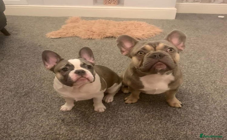 French Bulldog dogs - Advert 3