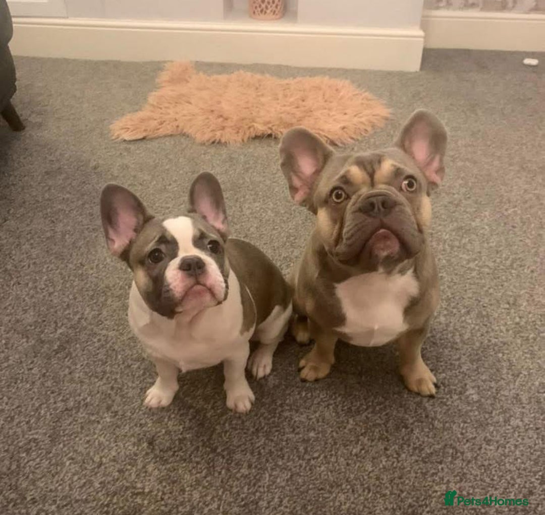 French Bulldog dogs for sale: REDUCED PRICE READY TO LEAVE NOW - Image 1
