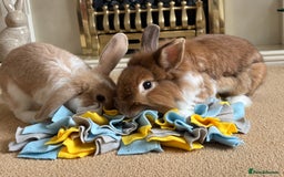 Lionhead rabbits for sale: Bonded pair  - Image 3