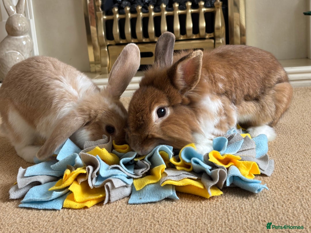 Lionhead rabbits for sale: Bonded pair  - Image 3