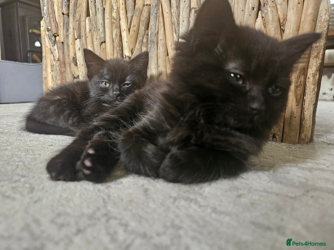 Mixed Breed cats for sale: 4 kittens looking for forever homes - Image 11