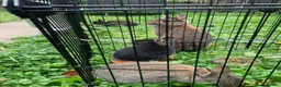 Netherland Dwarf rabbits for sale: LAST 1 LEFT - Gorgeous Netherland Dwarf - Advert 12
