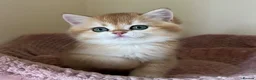 British Shorthair cats for sale: Quality Golden Kittens - Advert 25