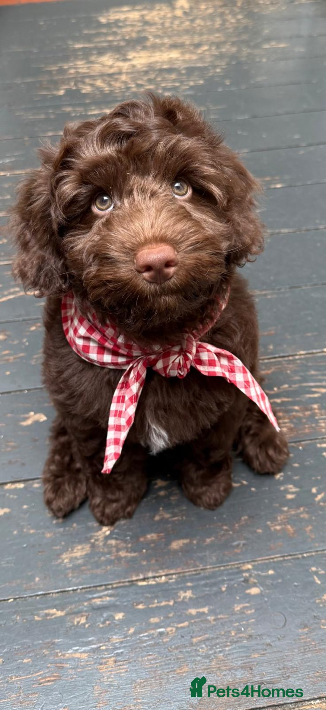 Mixed Breed dogs for sale: Authentic Annetteslabradoodles/Cobberdogs - Advert 25