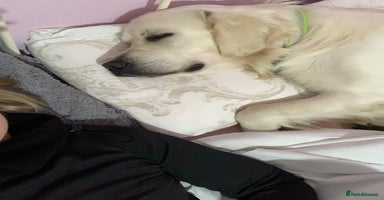Golden Retriever dogs in Harlow - Advert 13