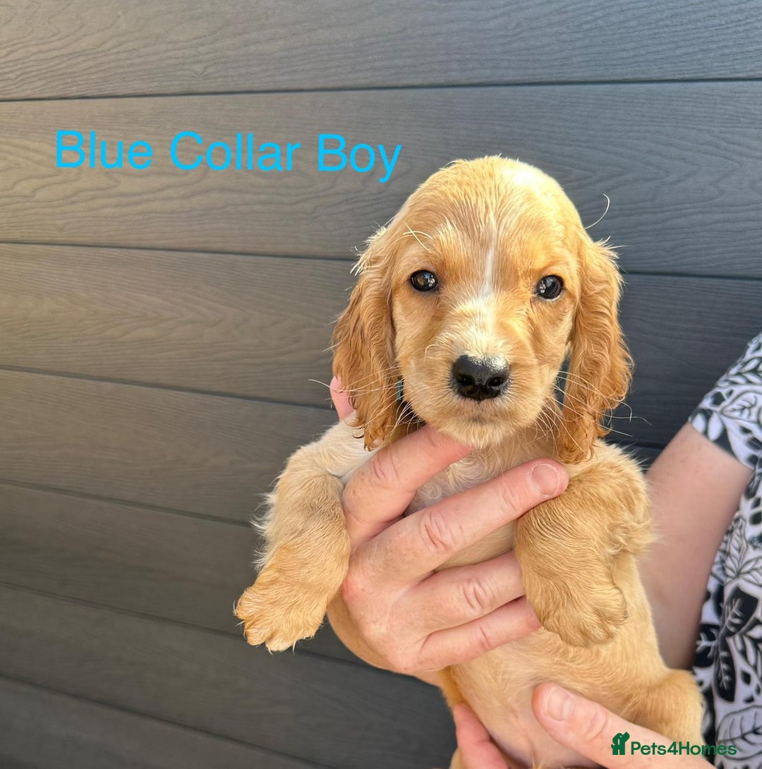 Cockapoo dogs for sale: F1 cockapoo puppies *ready to leave* - Image 3