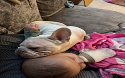 French Bulldog dogs for sale: French bulldog  - Advert 6