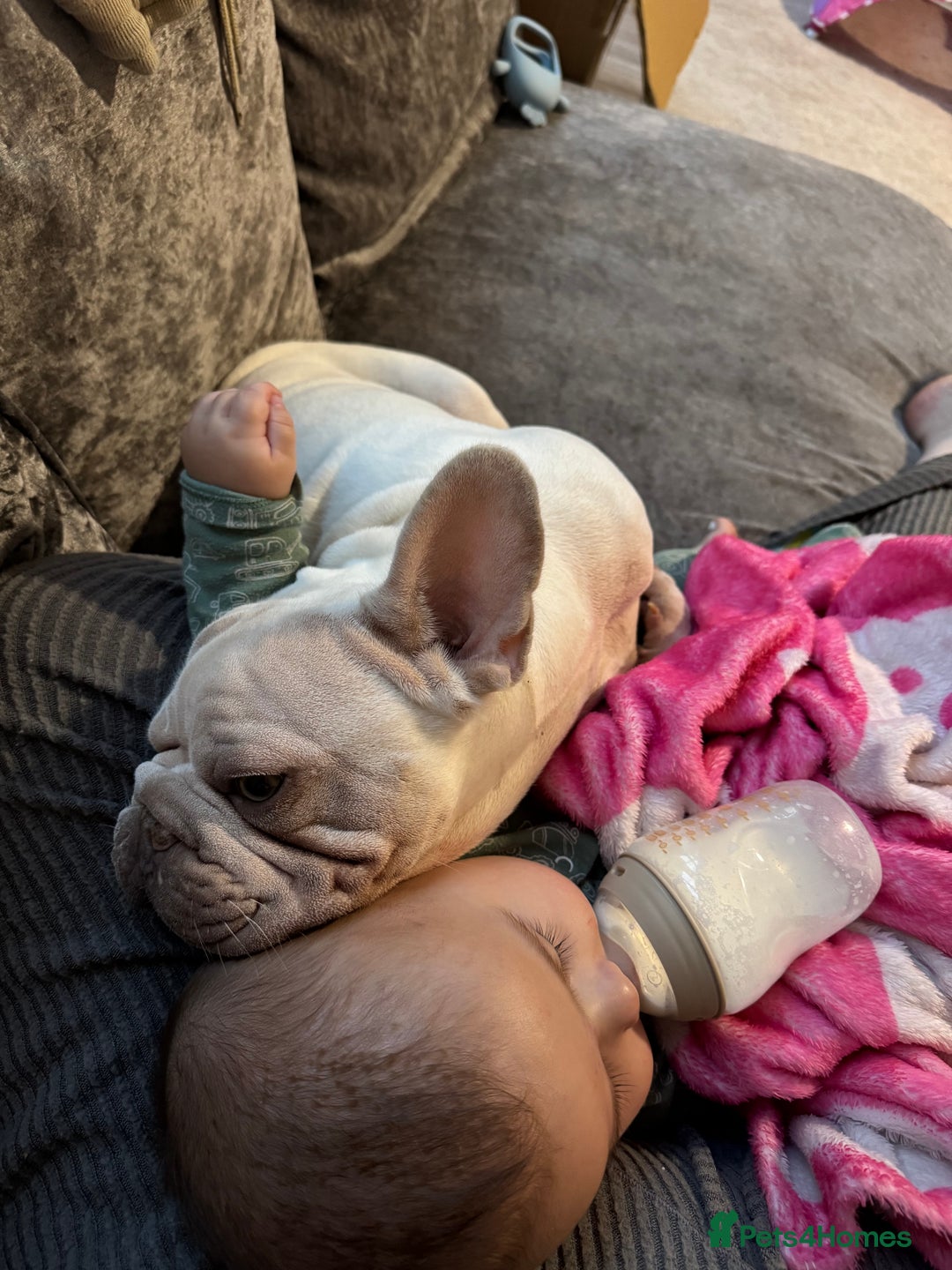 French Bulldog dogs for sale: French bulldog  - Advert 6