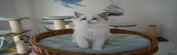 Ragdoll cats for sale: TICA register kittens - Advert 14
