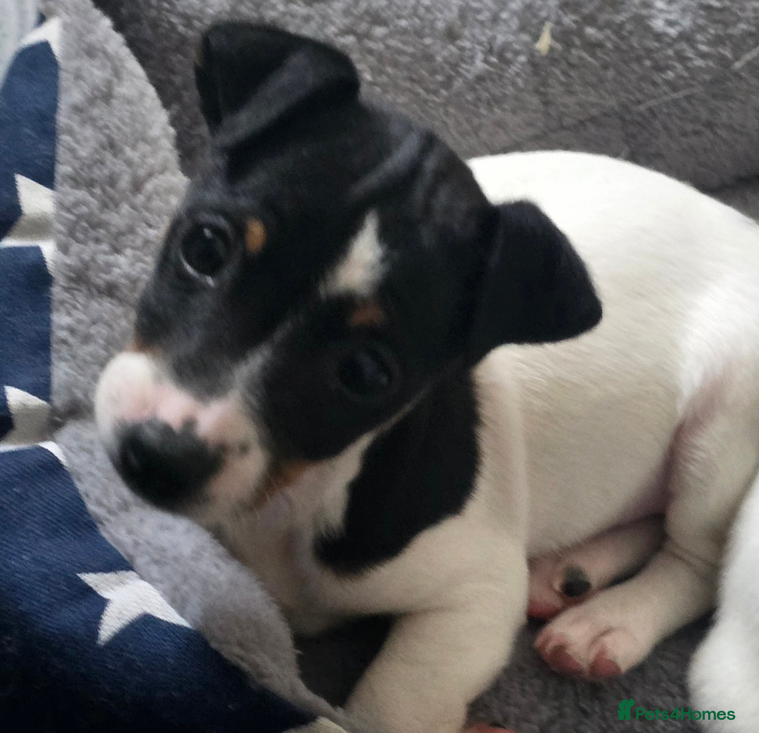 Jack Russell dogs Jack russel puppies - Advert 2