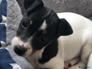 Jack Russell dogs Jack russel puppies - Advert 3