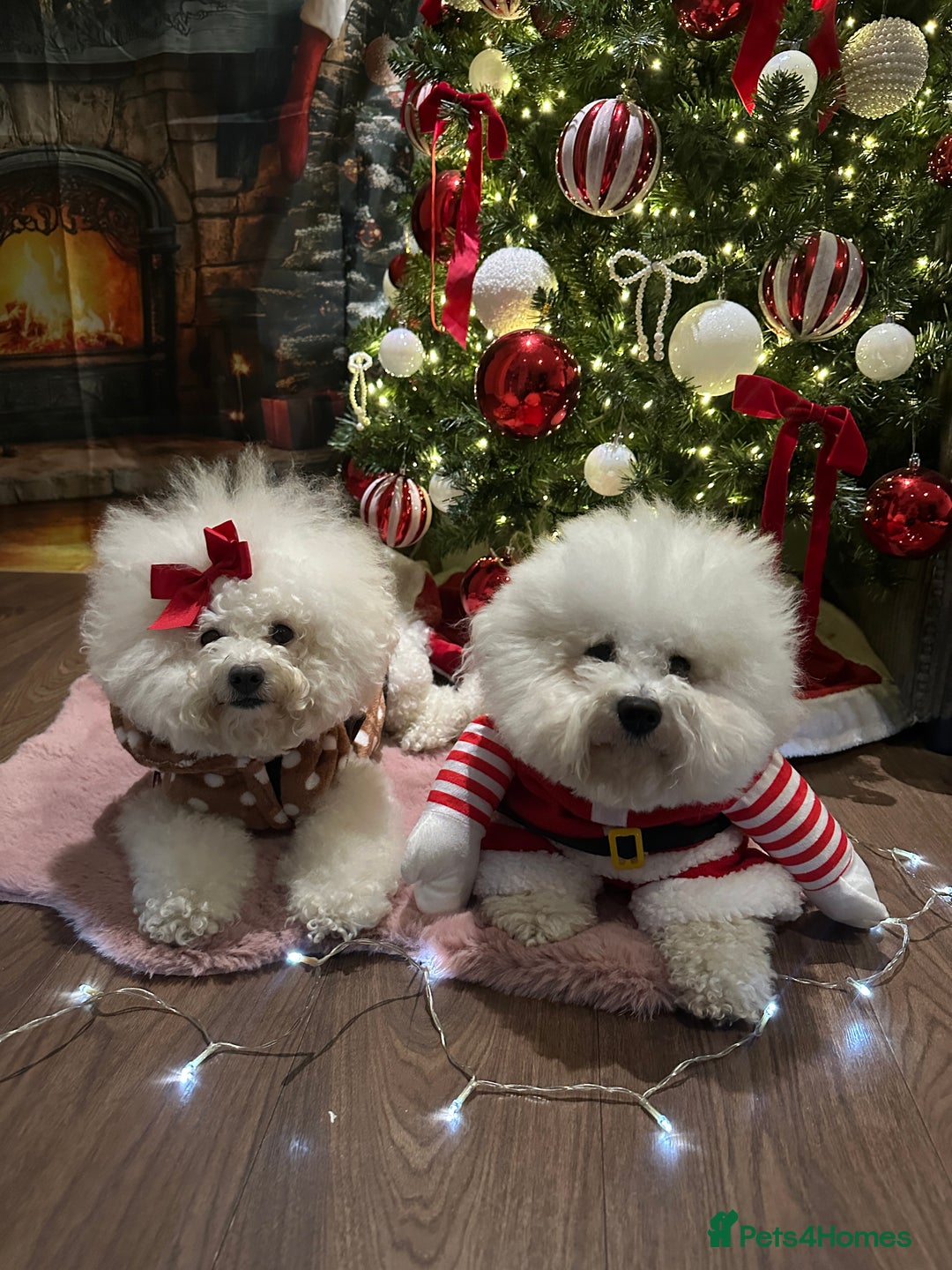 Bichon Frise dogs for sale: Pure Pedigree Champion Bloodline Bichon Frise  - Advert 2