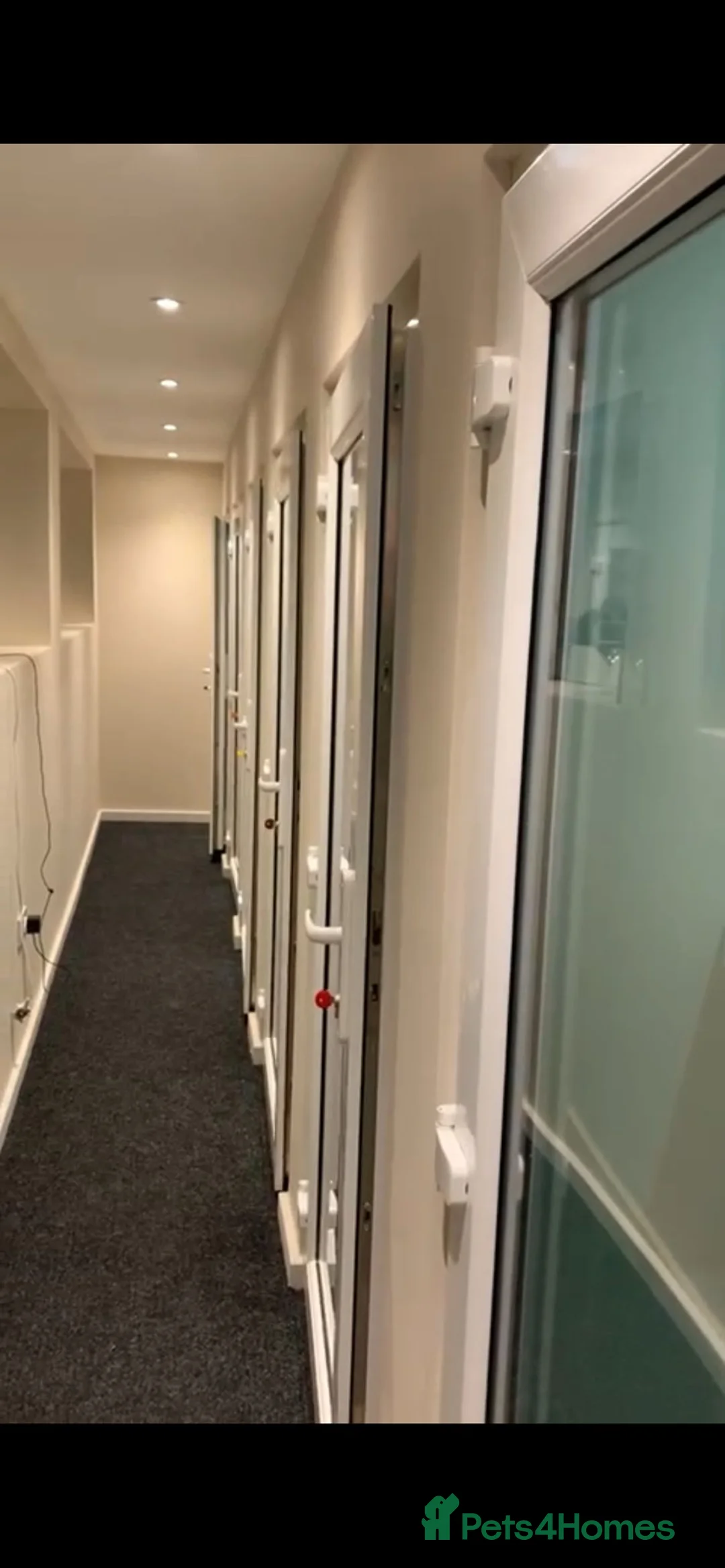 Maine Coon cats for stud: STUD ONLY (Tica champion 2021) in Brighouse - Advert 13