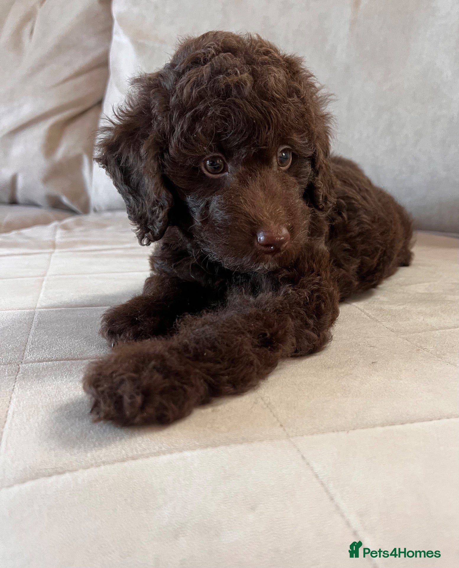 Miniature Poodle dogs ‼️READY NOW‼️ CHOCOLATE MINIATURE POODLE  - Advert 2