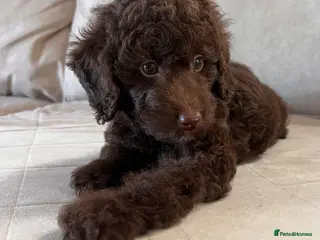 Miniature Poodle dogs ‼️READY NOW‼️ CHOCOLATE MINIATURE POODLE - Advert 2