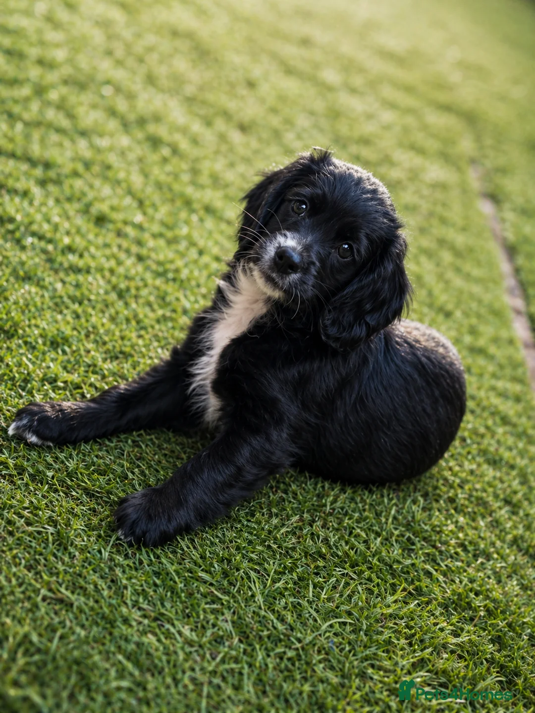Cockapoo dogs for sale: 1 female left  - Advert 2