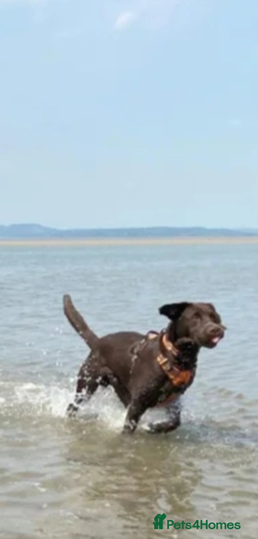 Labrador Retriever dogs for sale: Kc Registered quality labrador puppies - Advert 9