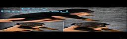 Dobermann dogs for sale: 5 Doberman puppies left  - Advert 10
