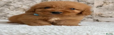 Cockapoo 5