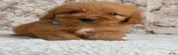 Cockapoo dogs for sale: Health tested F1 cockapoo puppies 🐶  - Advert 5