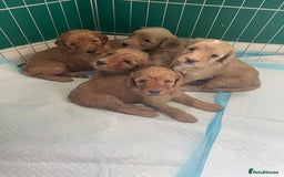 Cockapoo dogs for sale: Beautiful F2 Cockapoo’s for sale £900 - Image 1